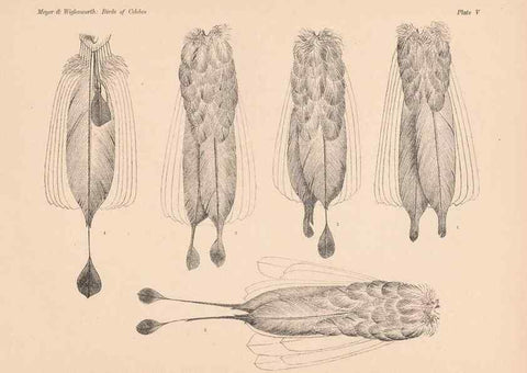 Reproducción/Reproduction 49814272822: The birds of Celebes and the neighbouring islands /. Berlin :R. Friedländer & Sohn,1898.. 