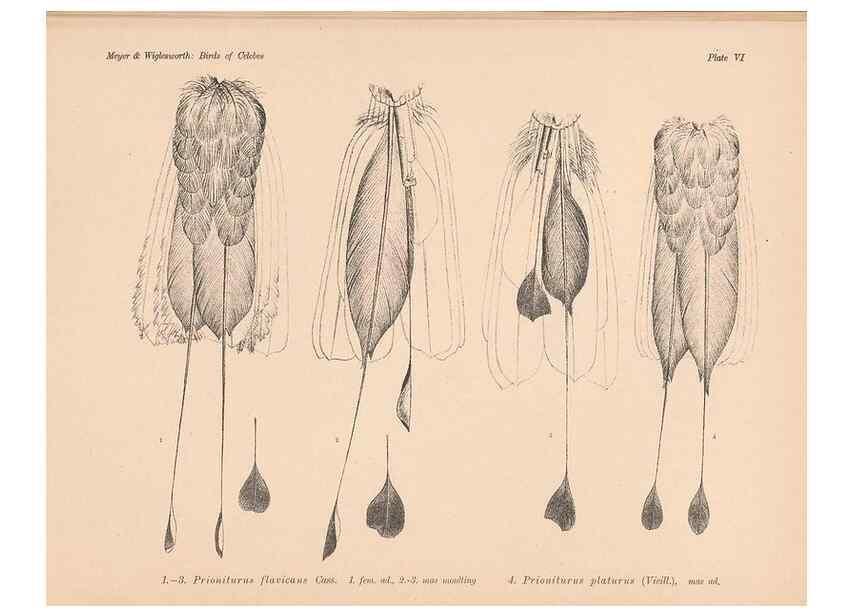 Reproducción/Reproduction 49813424043: The birds of Celebes and the neighbouring islands /. Berlin :R. Friedländer & Sohn,1898.. 