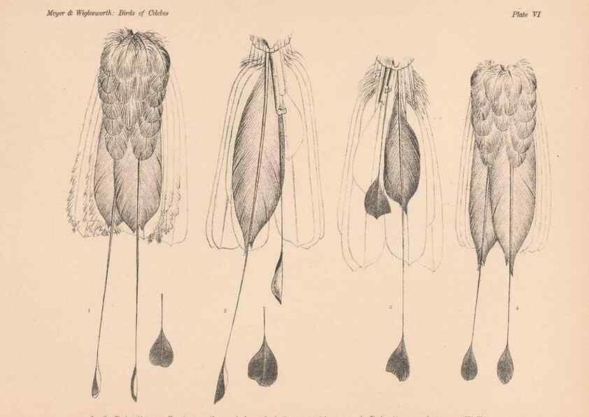 Reproducción/Reproduction 49813424043: The birds of Celebes and the neighbouring islands /. Berlin :R. Friedländer & Sohn,1898.. 