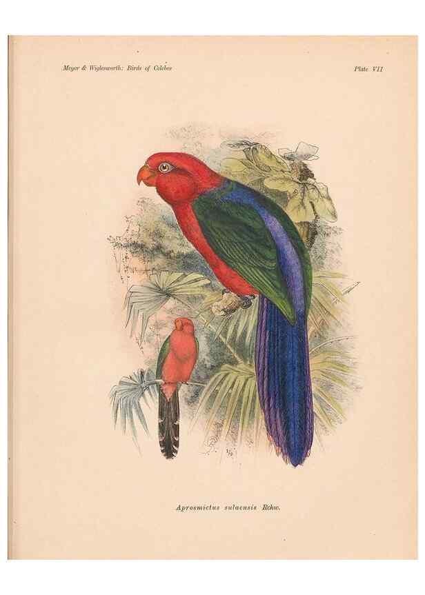 Reproducción/Reproduction 49813965026: The birds of Celebes and the neighbouring islands /. Berlin :R. Friedländer & Sohn,1898.. 
