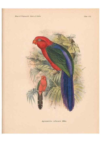 Reproducción/Reproduction 49813965026: The birds of Celebes and the neighbouring islands /. Berlin :R. Friedländer & Sohn,1898.. 