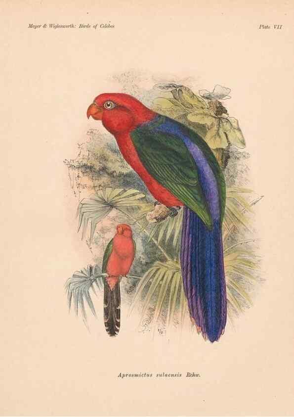 Reproducción/Reproduction 49813965026: The birds of Celebes and the neighbouring islands /. Berlin :R. Friedländer & Sohn,1898.. 