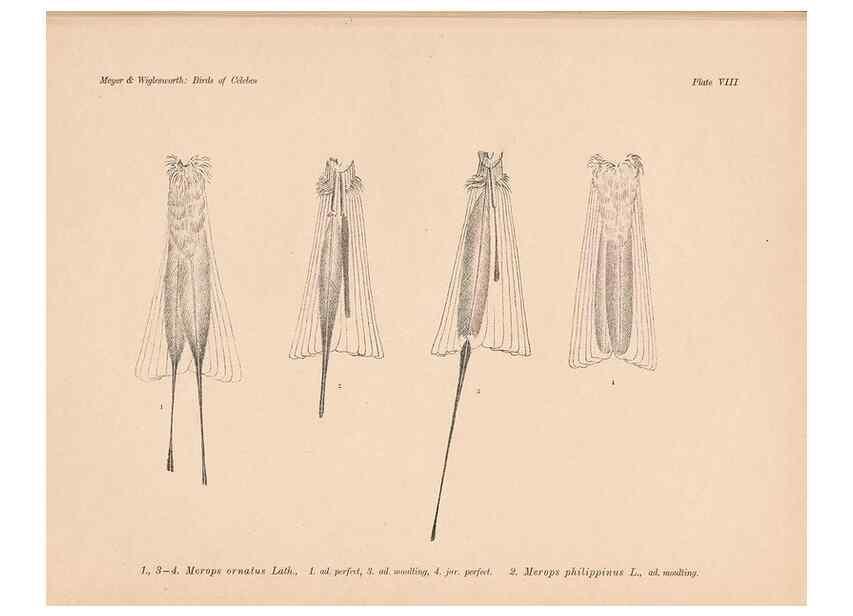Reproducción/Reproduction 49814273837: The birds of Celebes and the neighbouring islands /. Berlin :R. Friedländer & Sohn,1898.. 