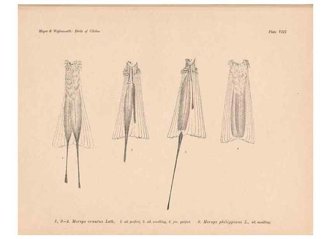 Reproducción/Reproduction 49814273837: The birds of Celebes and the neighbouring islands /. Berlin :R. Friedländer & Sohn,1898.. 