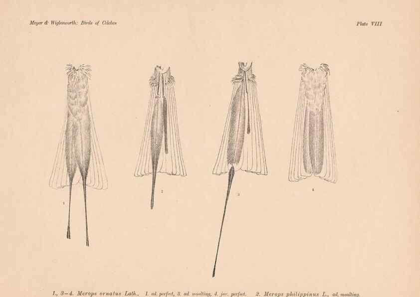 Reproducción/Reproduction 49814273837: The birds of Celebes and the neighbouring islands /. Berlin :R. Friedländer & Sohn,1898.. 