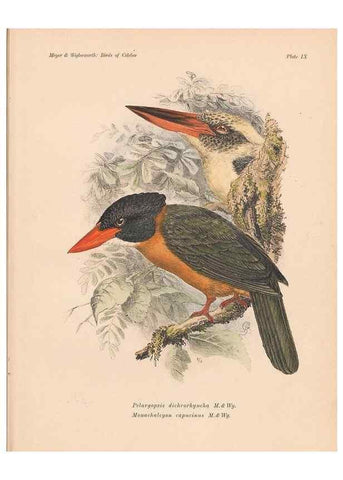 Reproducción/Reproduction 49813425098: The birds of Celebes and the neighbouring islands /. Berlin :R. Friedländer & Sohn,1898.. 