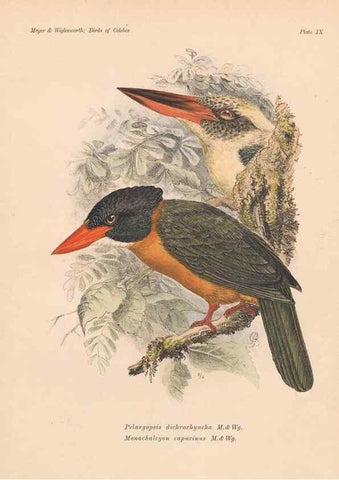 Reproducción/Reproduction 49813425098: The birds of Celebes and the neighbouring islands /. Berlin :R. Friedländer & Sohn,1898.. 