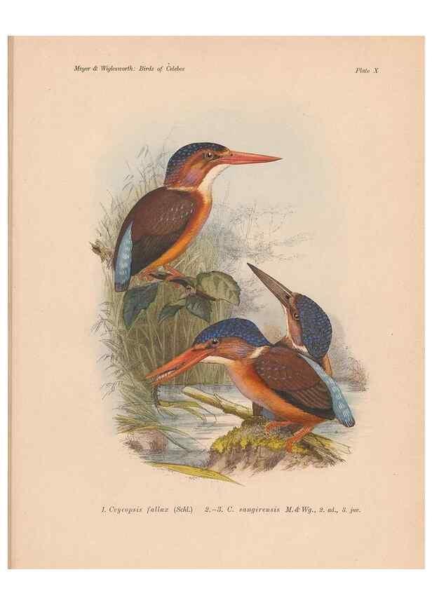 Reproducción/Reproduction 49813965986: The birds of Celebes and the neighbouring islands /. Berlin :R. Friedländer & Sohn,1898.. 