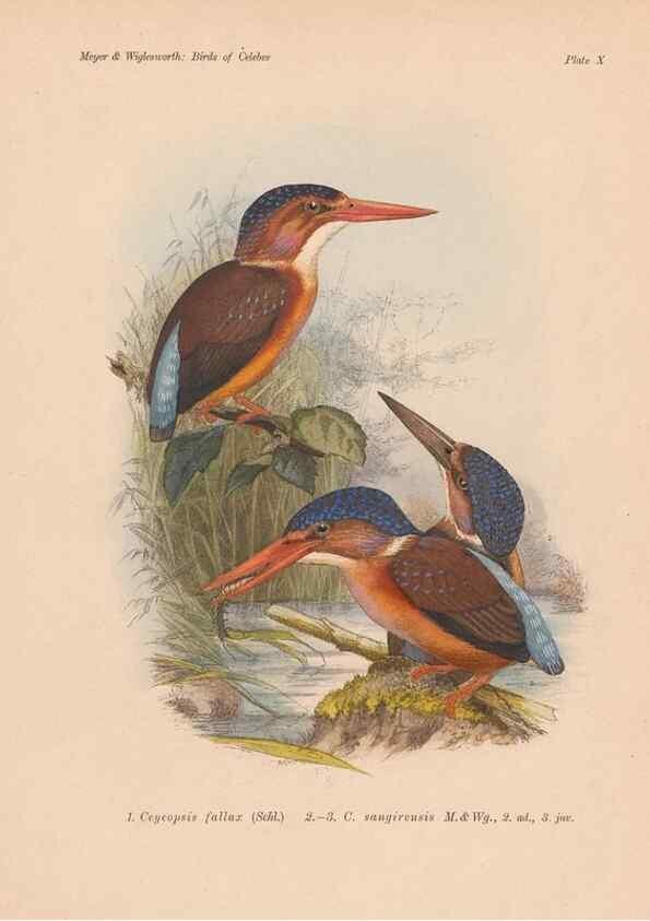 Reproducción/Reproduction 49813965986: The birds of Celebes and the neighbouring islands /. Berlin :R. Friedländer & Sohn,1898.. 