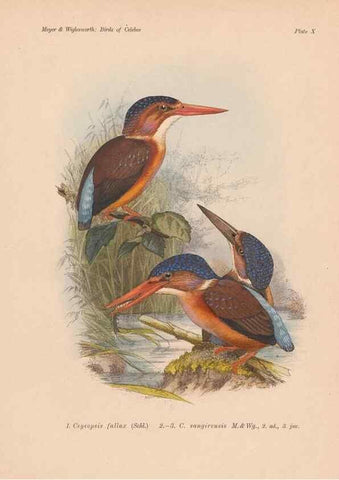 Reproducción/Reproduction 49813965986: The birds of Celebes and the neighbouring islands /. Berlin :R. Friedländer & Sohn,1898.. 