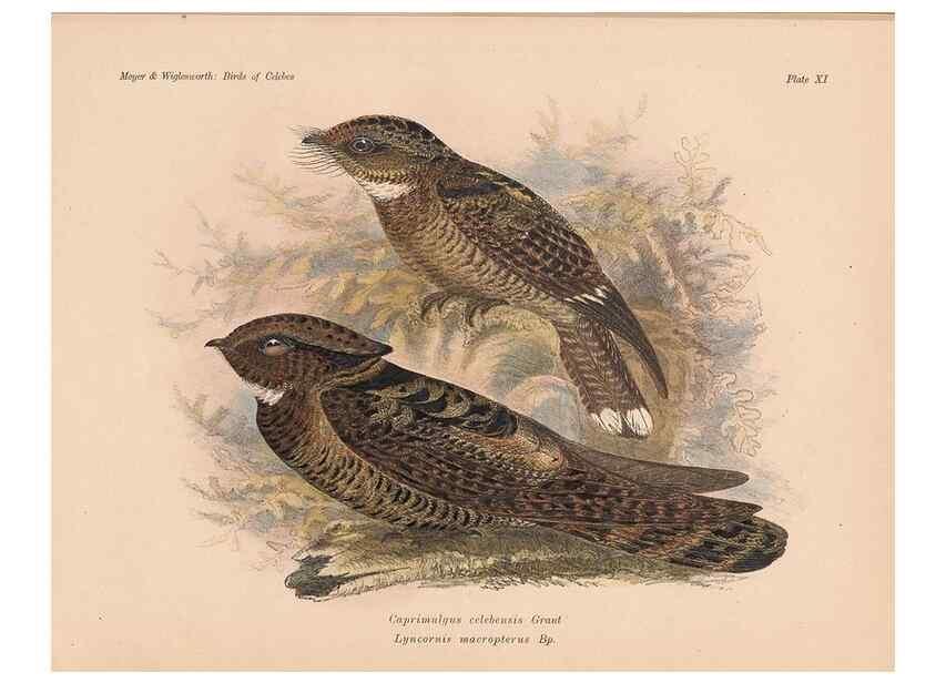 Reproducción/Reproduction 49813425838: The birds of Celebes and the neighbouring islands /. Berlin :R. Friedländer & Sohn,1898.. 