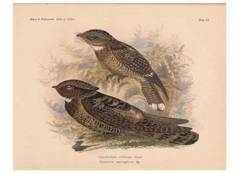 Reproducción/Reproduction 49813425838: The birds of Celebes and the neighbouring islands /. Berlin :R. Friedländer & Sohn,1898.. 