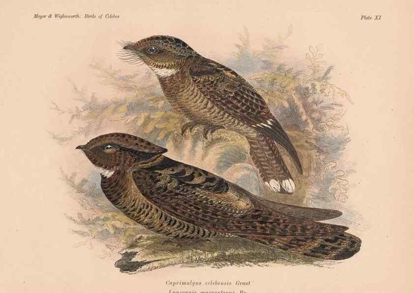 Reproducción/Reproduction 49813425838: The birds of Celebes and the neighbouring islands /. Berlin :R. Friedländer & Sohn,1898.. 
