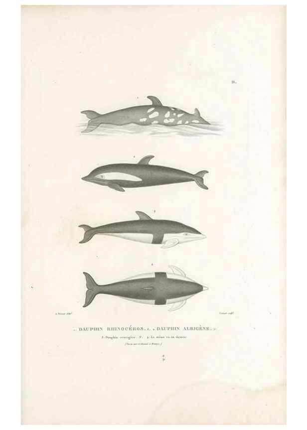 Reproducción/Reproduction 49814195541: Voyage autour du monde, entrepris par ordre du roi.. Paris,Chez Pillet aîné,1824-1844.. 