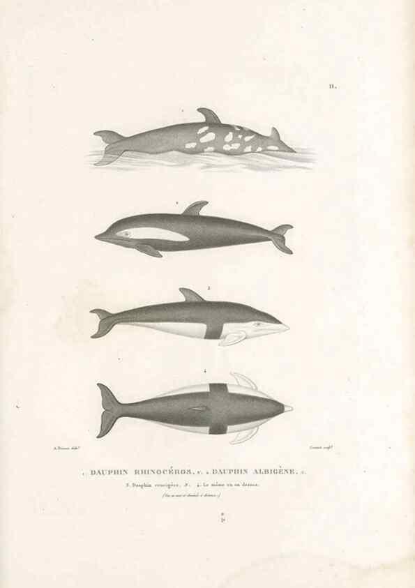 Reproducción/Reproduction 49814195541: Voyage autour du monde, entrepris par ordre du roi.. Paris,Chez Pillet aîné,1824-1844.. 