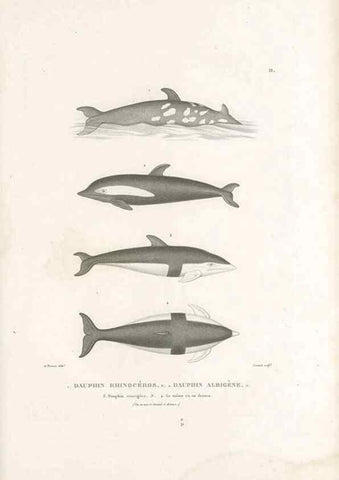 Reproducción/Reproduction 49814195541: Voyage autour du monde, entrepris par ordre du roi.. Paris,Chez Pillet aîné,1824-1844.. 