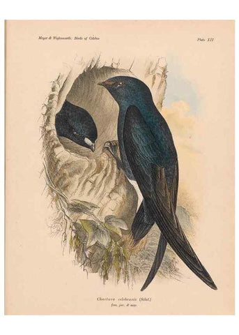 Reproducción/Reproduction 49813426178: The birds of Celebes and the neighbouring islands /. Berlin :R. Friedländer & Sohn,1898.. 