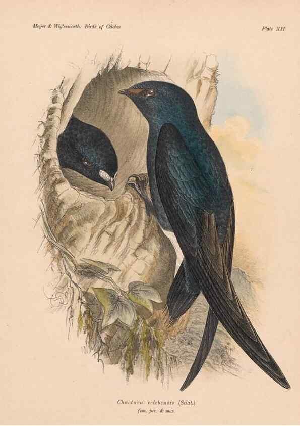 Reproducción/Reproduction 49813426178: The birds of Celebes and the neighbouring islands /. Berlin :R. Friedländer & Sohn,1898.. 