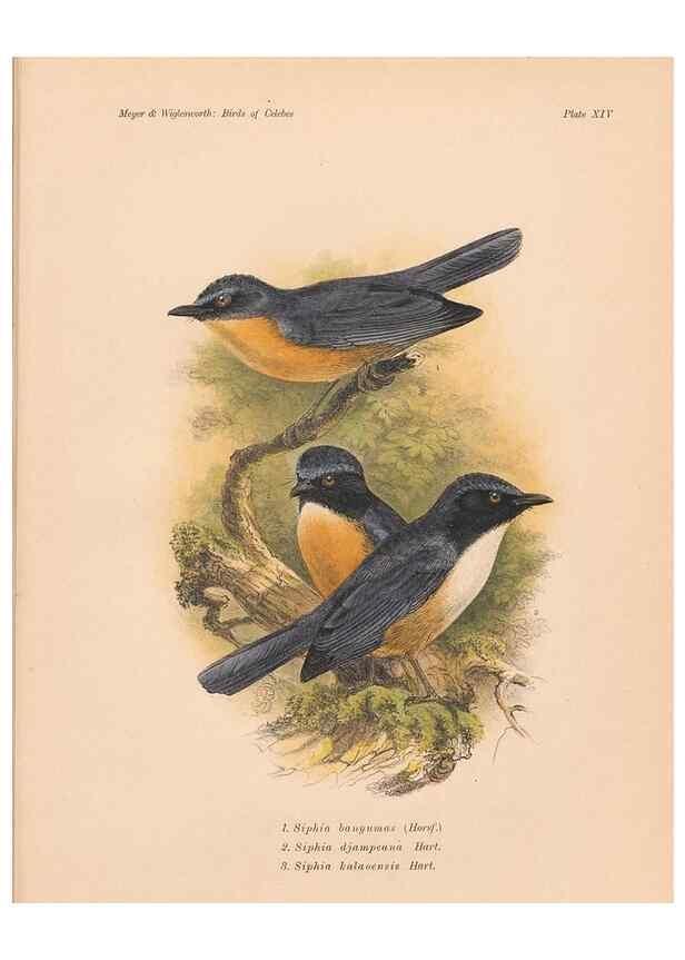 Reproducción/Reproduction 49814275677: The birds of Celebes and the neighbouring islands /. Berlin :R. Friedländer & Sohn,1898.. 