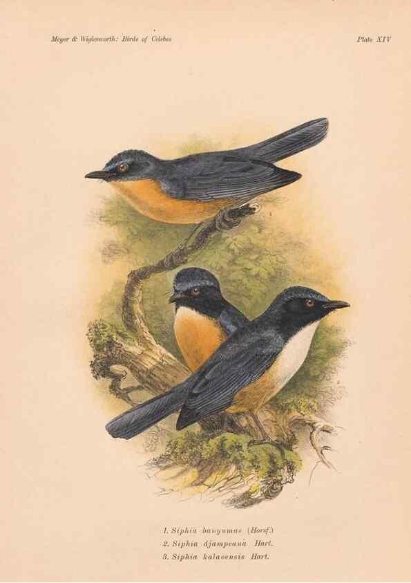 Reproducción/Reproduction 49814275677: The birds of Celebes and the neighbouring islands /. Berlin :R. Friedländer & Sohn,1898.. 