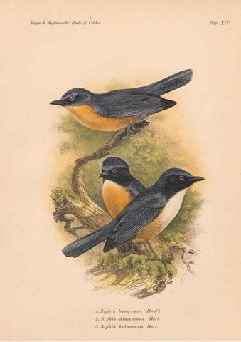 Reproducción/Reproduction 49814275677: The birds of Celebes and the neighbouring islands /. Berlin :R. Friedländer & Sohn,1898.. 