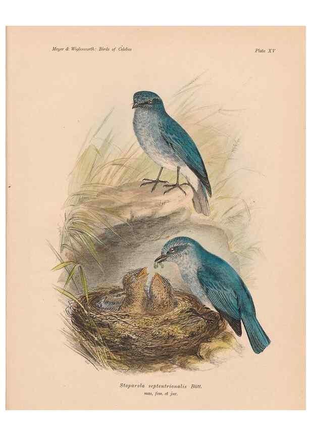 Reproducción/Reproduction 49813967551: The birds of Celebes and the neighbouring islands /. Berlin :R. Friedländer & Sohn,1898.. 