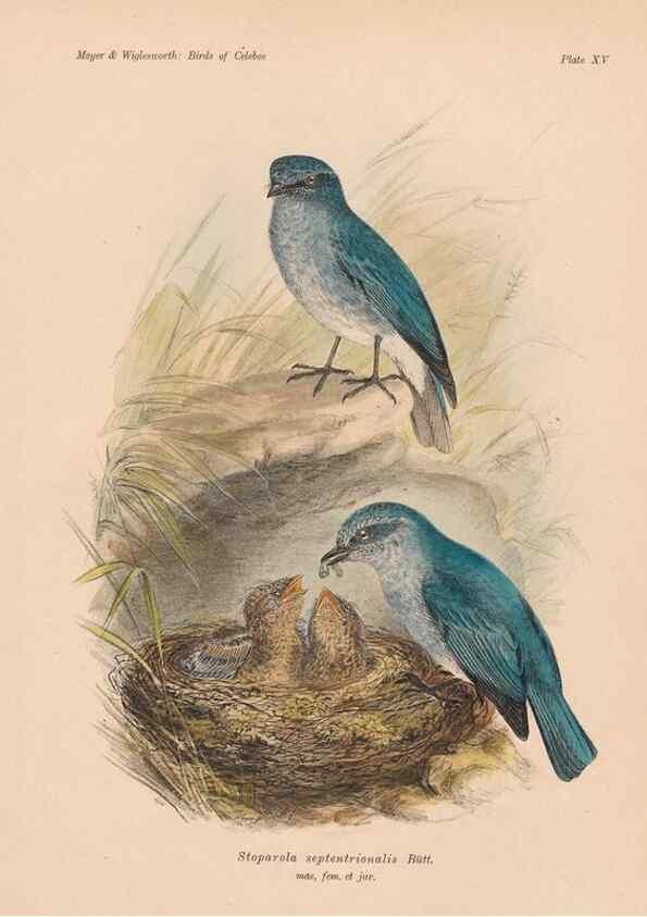 Reproducción/Reproduction 49813967551: The birds of Celebes and the neighbouring islands /. Berlin :R. Friedländer & Sohn,1898.. 