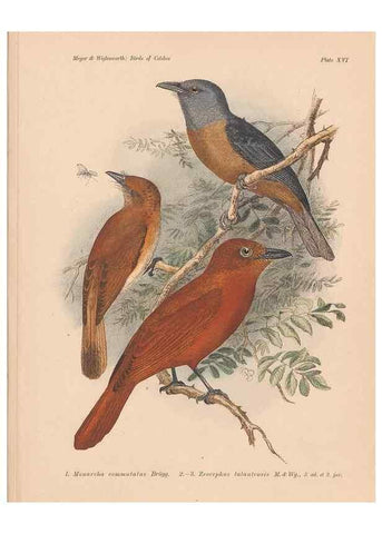 Reproducción/Reproduction 49813427333: The birds of Celebes and the neighbouring islands /. Berlin :R. Friedländer & Sohn,1898.. 