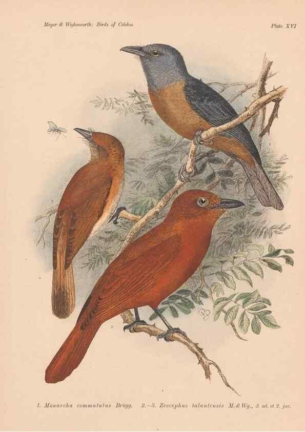 Reproducción/Reproduction 49813427333: The birds of Celebes and the neighbouring islands /. Berlin :R. Friedländer & Sohn,1898.. 