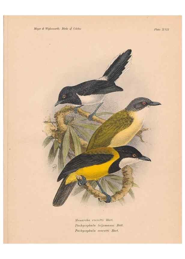 Reproducción/Reproduction 49813427778: The birds of Celebes and the neighbouring islands /. Berlin :R. Friedländer & Sohn,1898.. 