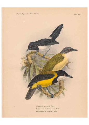Reproducción/Reproduction 49813427778: The birds of Celebes and the neighbouring islands /. Berlin :R. Friedländer & Sohn,1898.. 