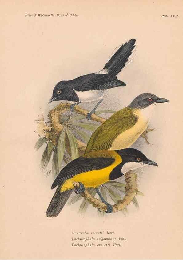 Reproducción/Reproduction 49813427778: The birds of Celebes and the neighbouring islands /. Berlin :R. Friedländer & Sohn,1898.. 