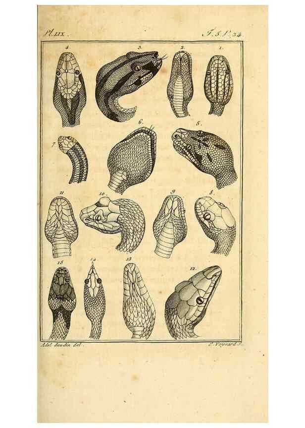 Reproducción/Reproduction 49813638983: Histoire naturelle, générale et particulière, des reptiles. A Paris :De l'Imprimerie de F. Dufart,an X-XI [1802-1803]. 