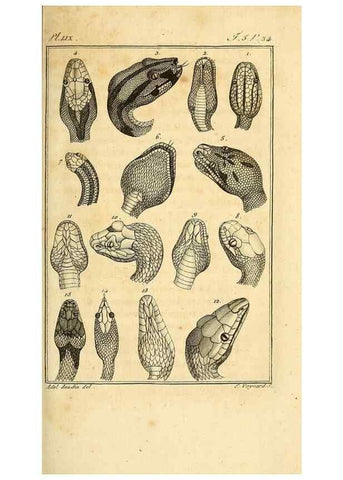 Reproducción/Reproduction 49813638983: Histoire naturelle, générale et particulière, des reptiles. A Paris :De l'Imprimerie de F. Dufart,an X-XI [1802-1803]. 