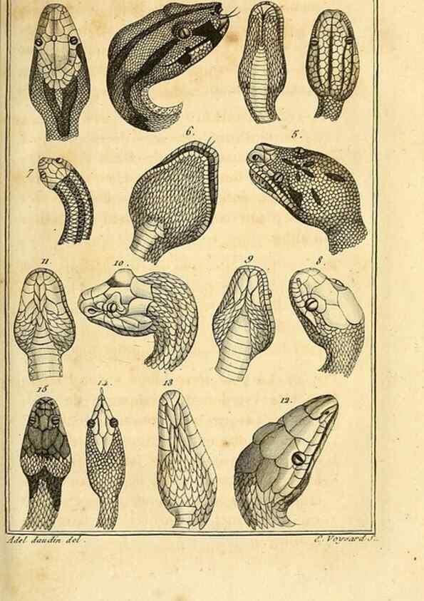 Reproducción/Reproduction 49813638983: Histoire naturelle, générale et particulière, des reptiles. A Paris :De l'Imprimerie de F. Dufart,an X-XI [1802-1803]. 