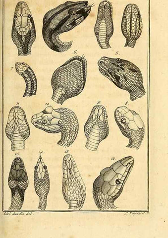 Reproducción/Reproduction 49813638983: Histoire naturelle, générale et particulière, des reptiles. A Paris :De l'Imprimerie de F. Dufart,an X-XI [1802-1803]. 