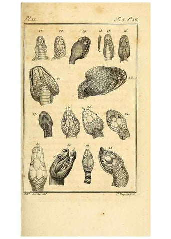 Reproducción/Reproduction 49814487502: Histoire naturelle, générale et particulière, des reptiles. A Paris :De l'Imprimerie de F. Dufart,an X-XI [1802-1803]. 