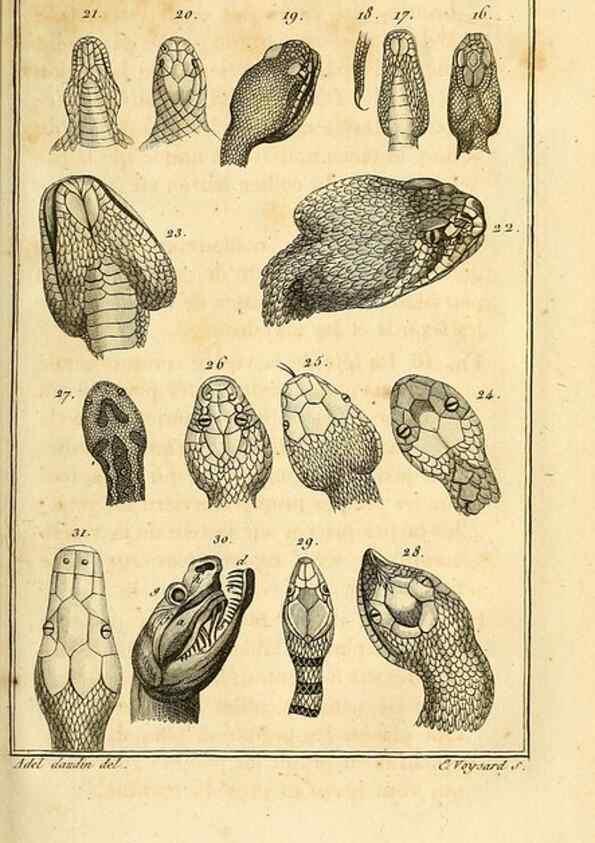 Reproducción/Reproduction 49814487502: Histoire naturelle, générale et particulière, des reptiles. A Paris :De l'Imprimerie de F. Dufart,an X-XI [1802-1803]. 