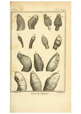 Reproducción/Reproduction 49813640228: Histoire naturelle, générale et particulière, des reptiles. A Paris :De l'Imprimerie de F. Dufart,an X-XI [1802-1803]. 