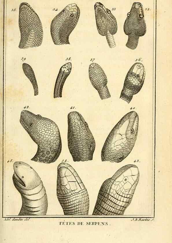 Reproducción/Reproduction 49813640228: Histoire naturelle, générale et particulière, des reptiles. A Paris :De l'Imprimerie de F. Dufart,an X-XI [1802-1803]. 