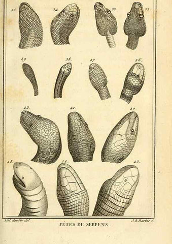 Reproducción/Reproduction 49813640228: Histoire naturelle, générale et particulière, des reptiles. A Paris :De l'Imprimerie de F. Dufart,an X-XI [1802-1803]. 