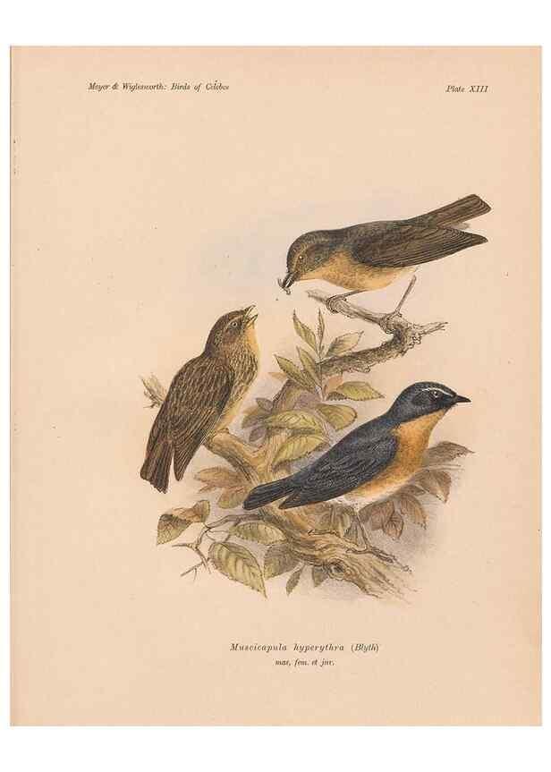Reproducción/Reproduction 49813966956: The birds of Celebes and the neighbouring islands /. Berlin :R. Friedländer & Sohn,1898.. 