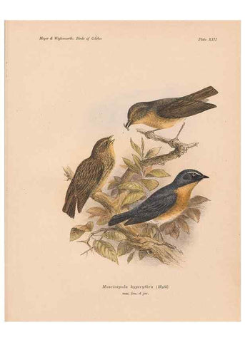 Reproducción/Reproduction 49813966956: The birds of Celebes and the neighbouring islands /. Berlin :R. Friedländer & Sohn,1898.. 