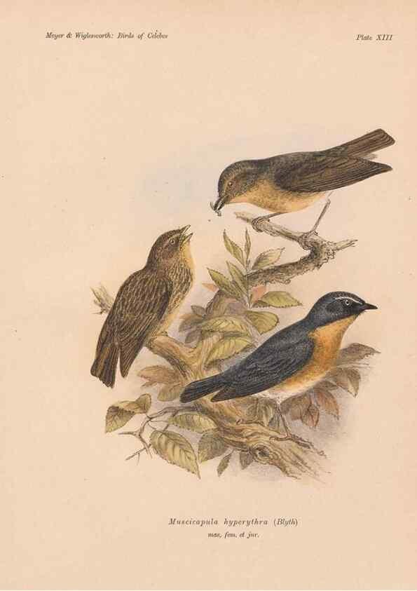 Reproducción/Reproduction 49813966956: The birds of Celebes and the neighbouring islands /. Berlin :R. Friedländer & Sohn,1898.. 