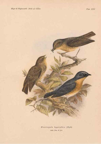 Reproducción/Reproduction 49813966956: The birds of Celebes and the neighbouring islands /. Berlin :R. Friedländer & Sohn,1898.. 