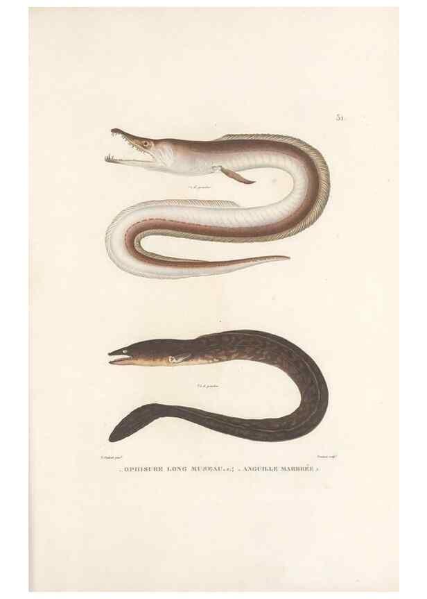 Reproducción/Reproduction 49814206741: Voyage autour du monde, entrepris par ordre du roi.. Paris,Chez Pillet aîné,1824-1844.. 