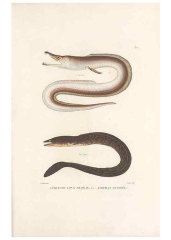 Reproducción/Reproduction 49814206741: Voyage autour du monde, entrepris par ordre du roi.. Paris,Chez Pillet aîné,1824-1844.. 