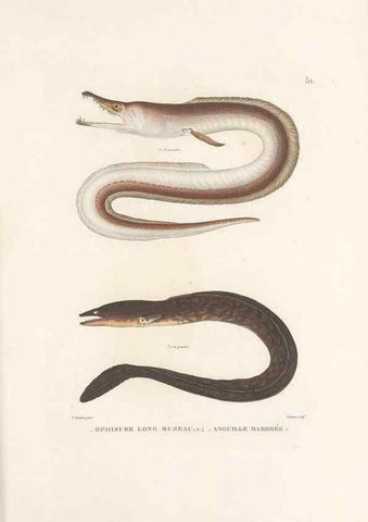 Reproducción/Reproduction 49814206741: Voyage autour du monde, entrepris par ordre du roi.. Paris,Chez Pillet aîné,1824-1844.. 