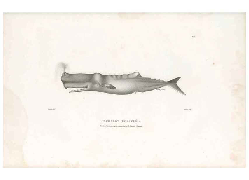 Reproducción/Reproduction 49814195756: Voyage autour du monde, entrepris par ordre du roi.. Paris,Chez Pillet aîné,1824-1844.. 