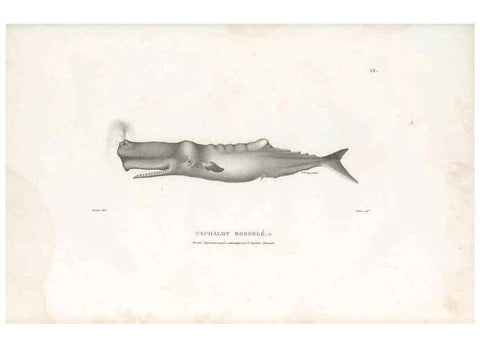 Reproducción/Reproduction 49814195756: Voyage autour du monde, entrepris par ordre du roi.. Paris,Chez Pillet aîné,1824-1844.. 